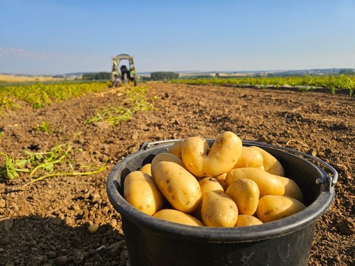 Kartoffeln vindika 5kg - kartoffeln,vindika, 12,5kg